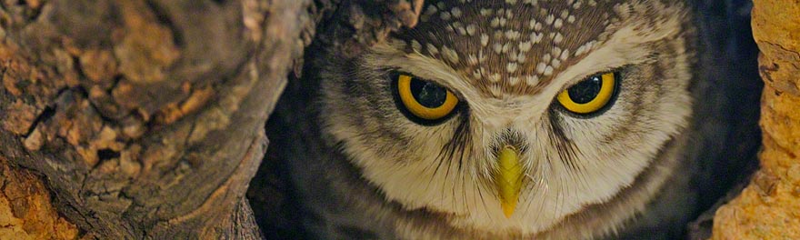 Indian scope owl was sitting on the banyan tree