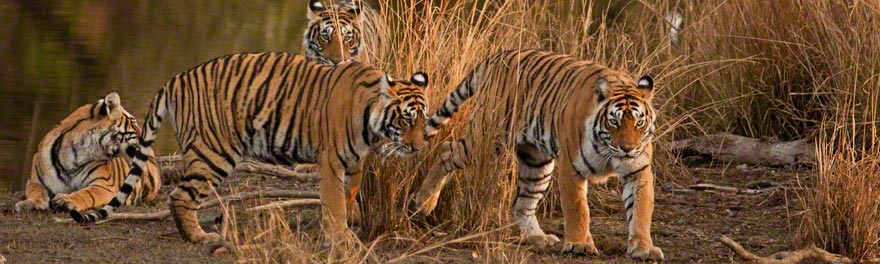 sariska tiger reserve best time to visit