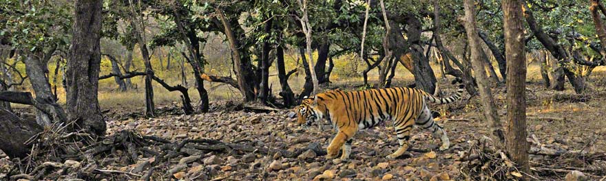 Sariska