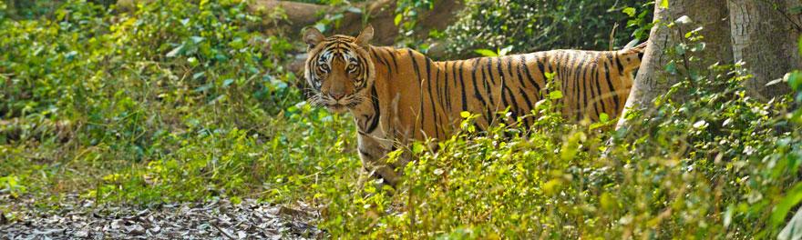 Sariska Nationl Park - Jaipur, the capital of Rajasthan, is around 110 km from the park and is also the nearest airport.