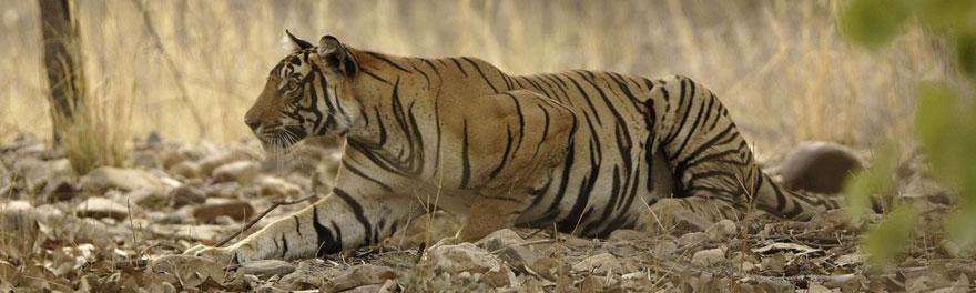 SARISKA ONLINE TOUR BOOKING