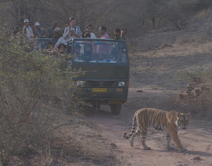 sariska safari charges