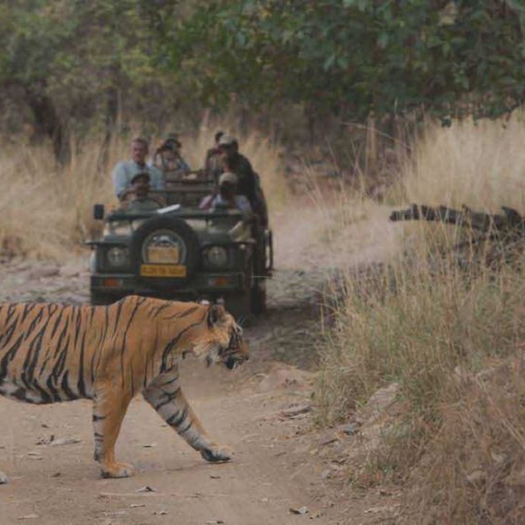 sariska-tiger-reserve-national-park-alwar-rajasthan-india