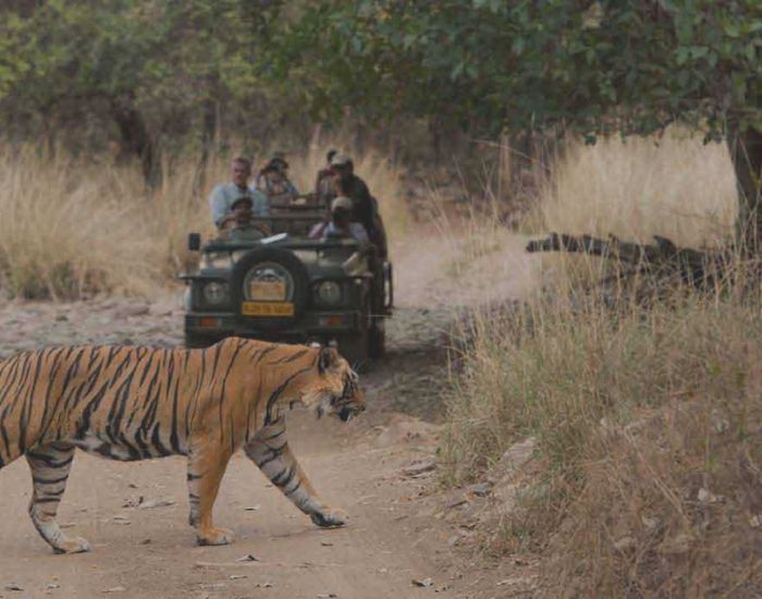 canter safari in sariska