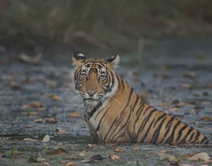 canter safari in sariska