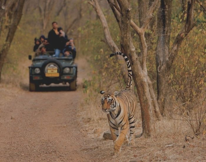 sariska safari charges