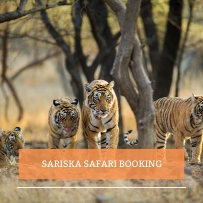 sariska safari booking reviews